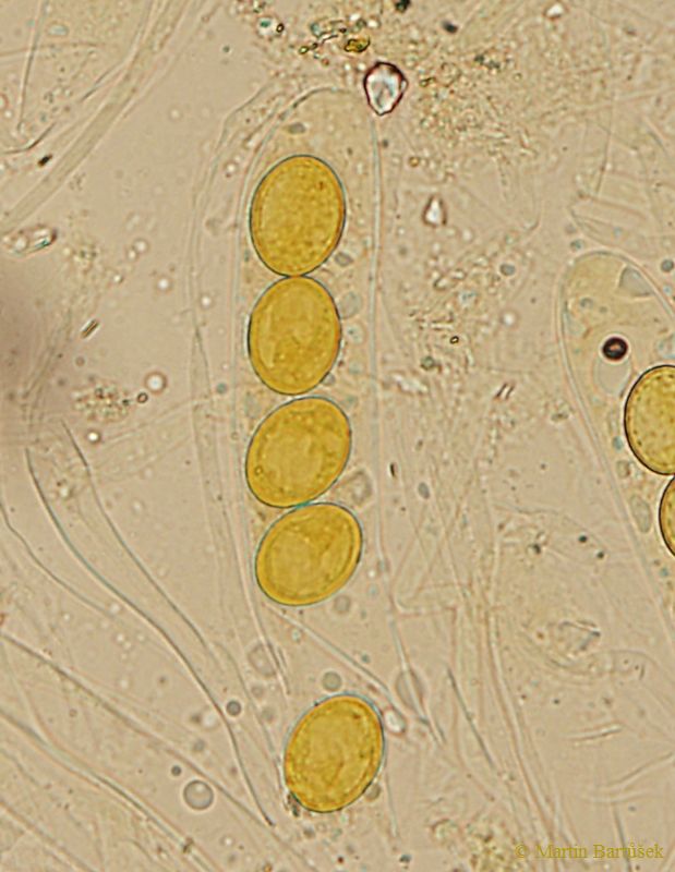 bělokosmatka osmahlá, Trichophaea woolhopeia (Houby, Fungi)